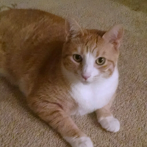 Meet your Posher, Shirley - Picture 1 of 1